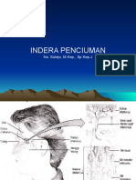 Indera Penciuman Proses dan Anatomi