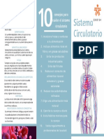 Sistema Circulatorio