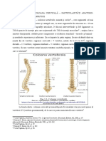 Coloana Cervicală