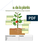 Partes de La Planta Alexander