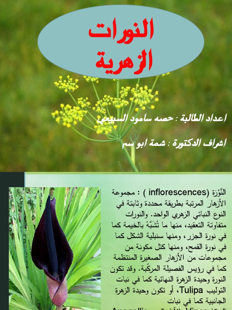 النورات الزهرية | PDF