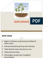 Akar (Radix) 2019