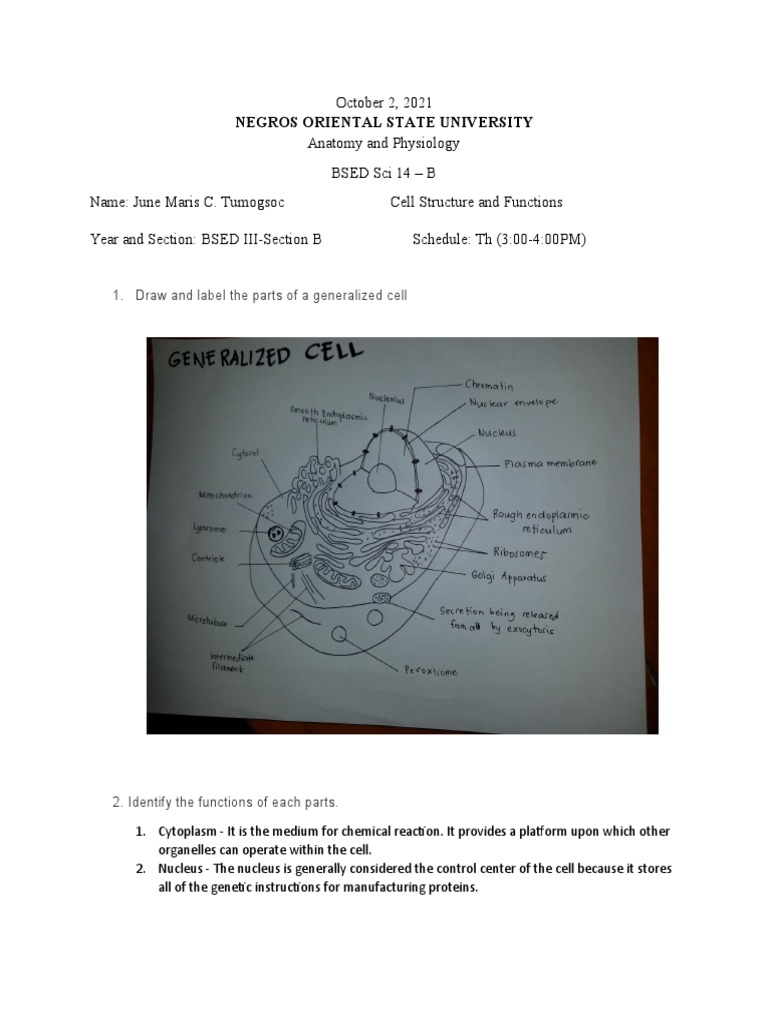 Cell Structure and Functions Overview | PDF | Cell (Biology ...