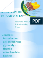 Anatomy of Eukaryotes Cell Structure