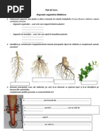 0 Fisa de Lucru Radacina
