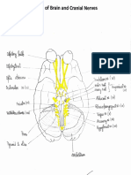 Base of Brain and Cranial Nerves
