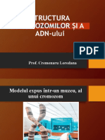 Structura Cromozomilor Si A Adnului