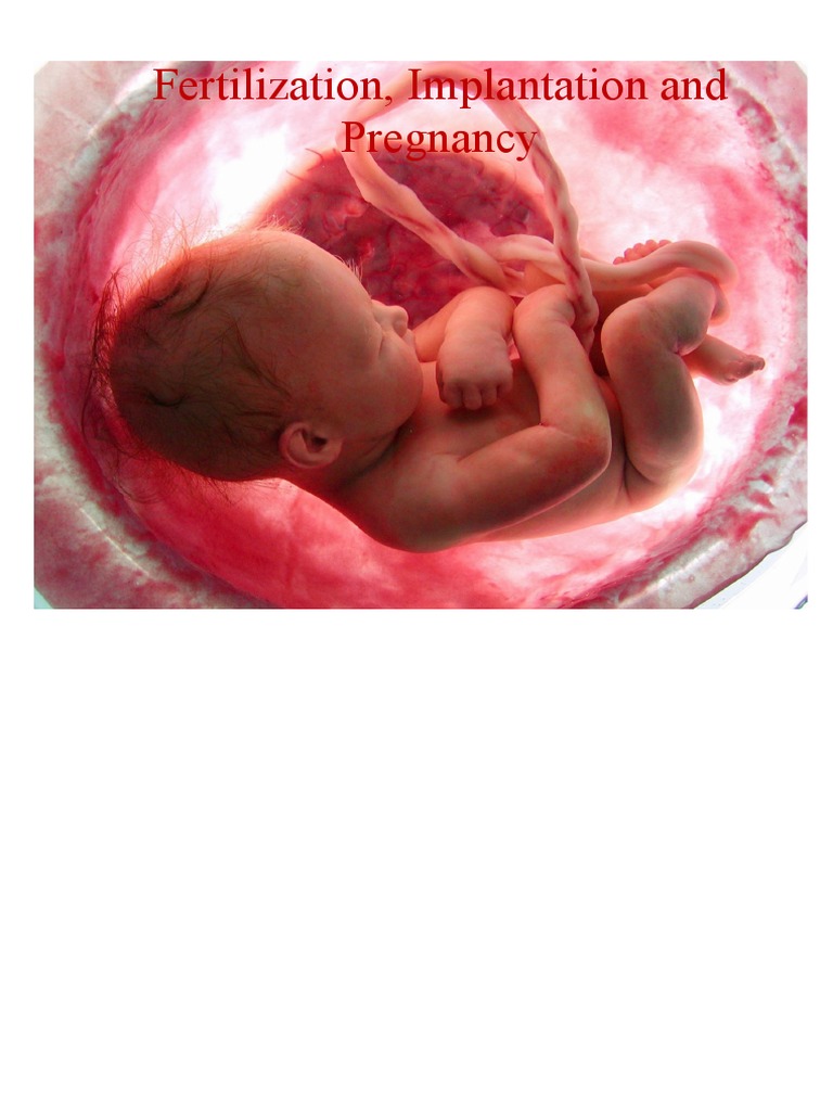 Fertilization and Implantation Process | PDF | Fertilisation ...