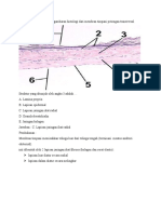 Membran Timpani Histologi