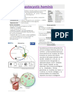 Blastocystis Hominis Resumen