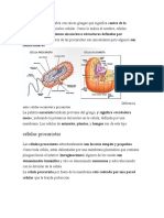 CELULA Procariota