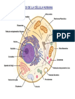 Celula Humana