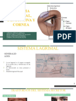 Sistema lagrimal - Conjuntiva y cornea