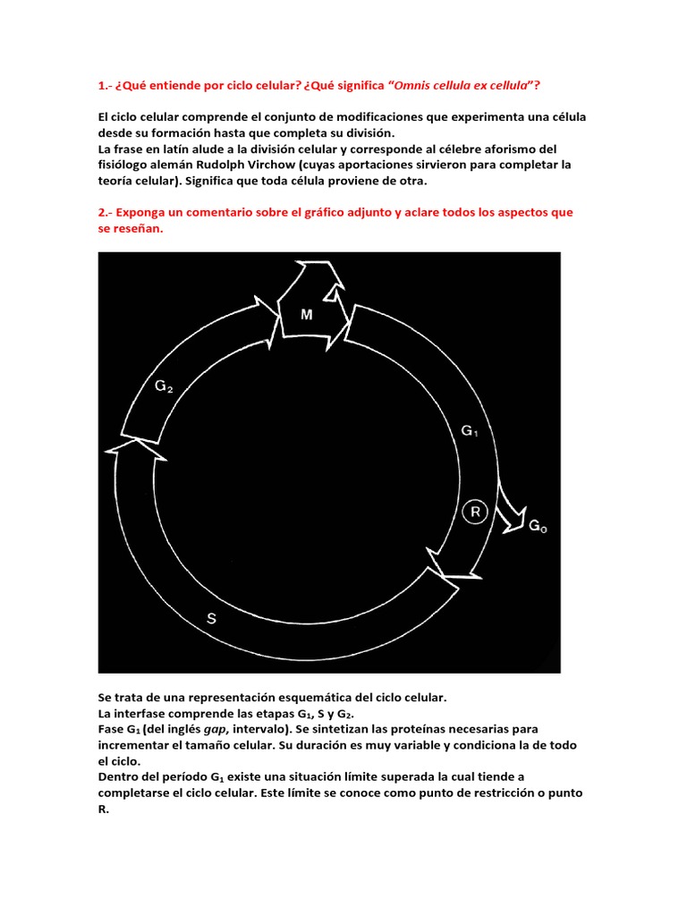 Puntos de Control en el Ciclo Celular | PDF | Ciclo celular | Mitosis