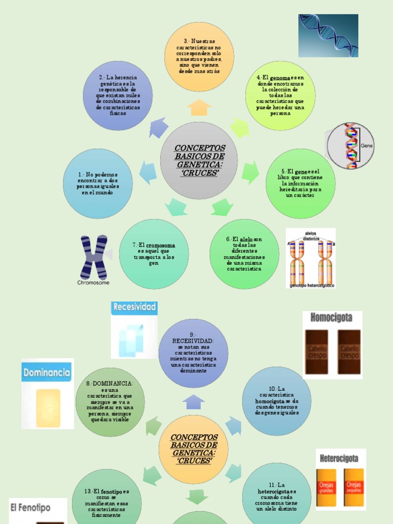 Conceptos Basicos de PDF Gene Organismos
