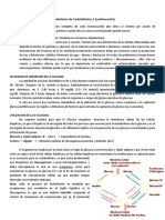 Unidad V. Tema 5. Carbohidratos, Glicolisis