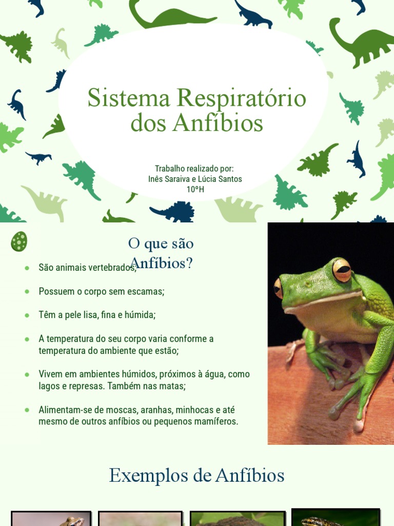 Respiração dos Anfíbios: Tipos e Fases | PDF | Respiração | Anfíbio