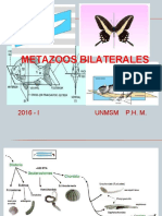 Clase 5. 2016-I. Animales Bilat. Phylum Platyhelminthes