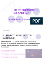 Aparato Reproductor Masculino