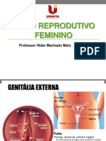 04 Ciclo Reprodutivo Feminino