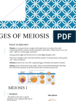 Stages of Meiosis Explained