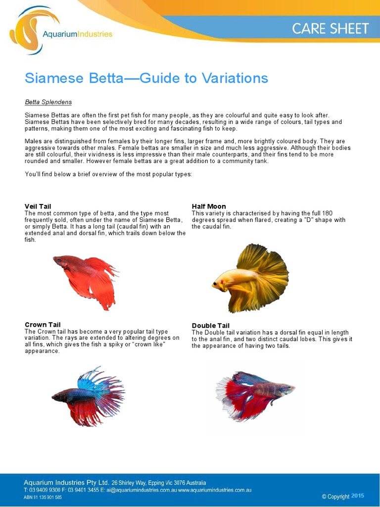 Types of Siamese Fighting Fish | PDF | Fish | Aquatic Animals