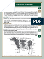 Dairy Cow Unified Scorecard: Major Trait Descriptions