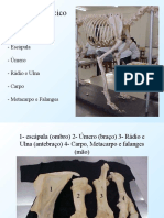 Anatomia Veterinária I Esqueleto 2016