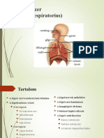 6. A légzés szervrendszere