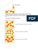 Alteraciones Morfológicas de Los Hematíes