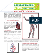 Órganos Principales Del Sistema Circulatorio para Tercero de Primaria