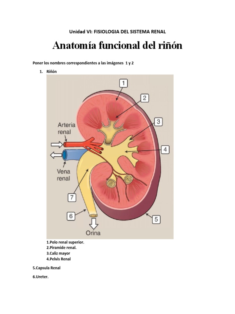 Anatomía del Riñón y sus Partes | PDF | Ciencia y matemáticas