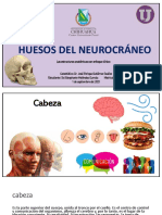 Presentación de La Anatomía Neurocraneo