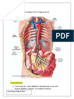 Conducto Toracico