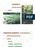 Segmentos produtivos e transformação de plantas medicinais