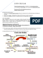 Respiración Celular MAB