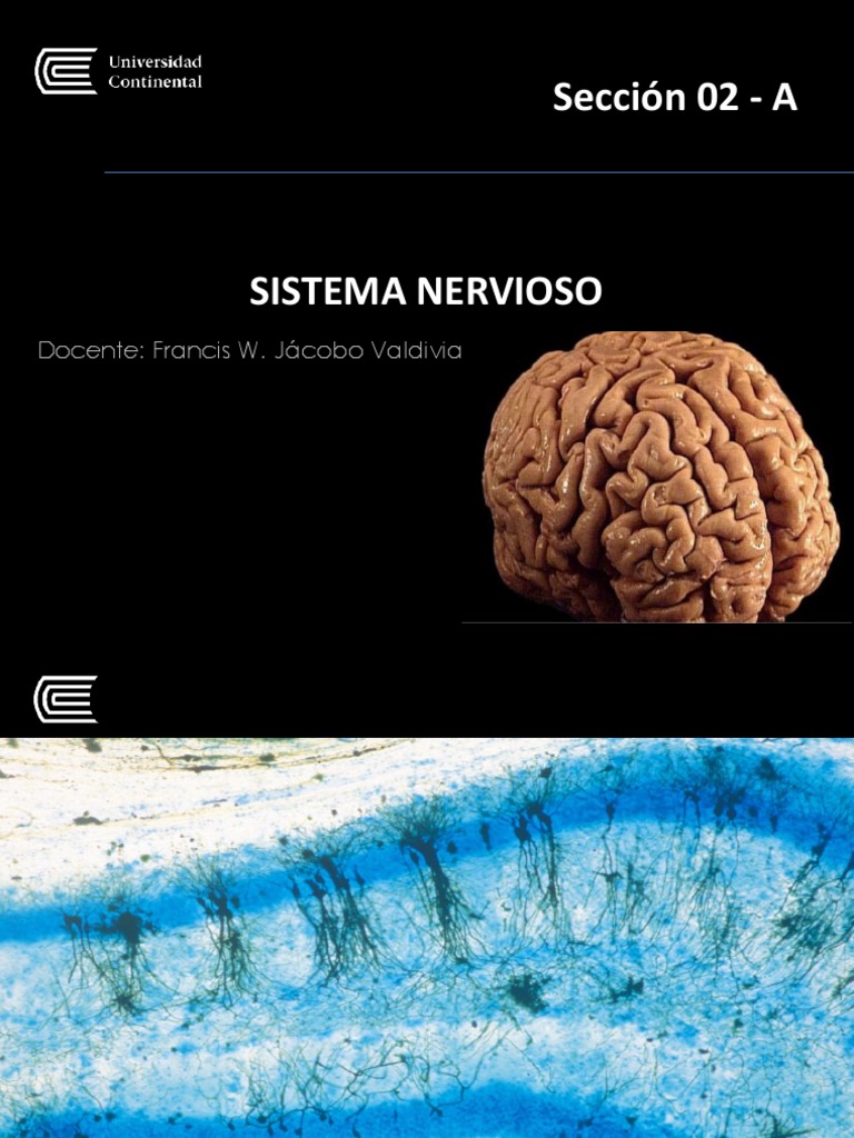 Funciones y Estructura del Sistema Nervioso | PDF | Neurona | Sinapsis