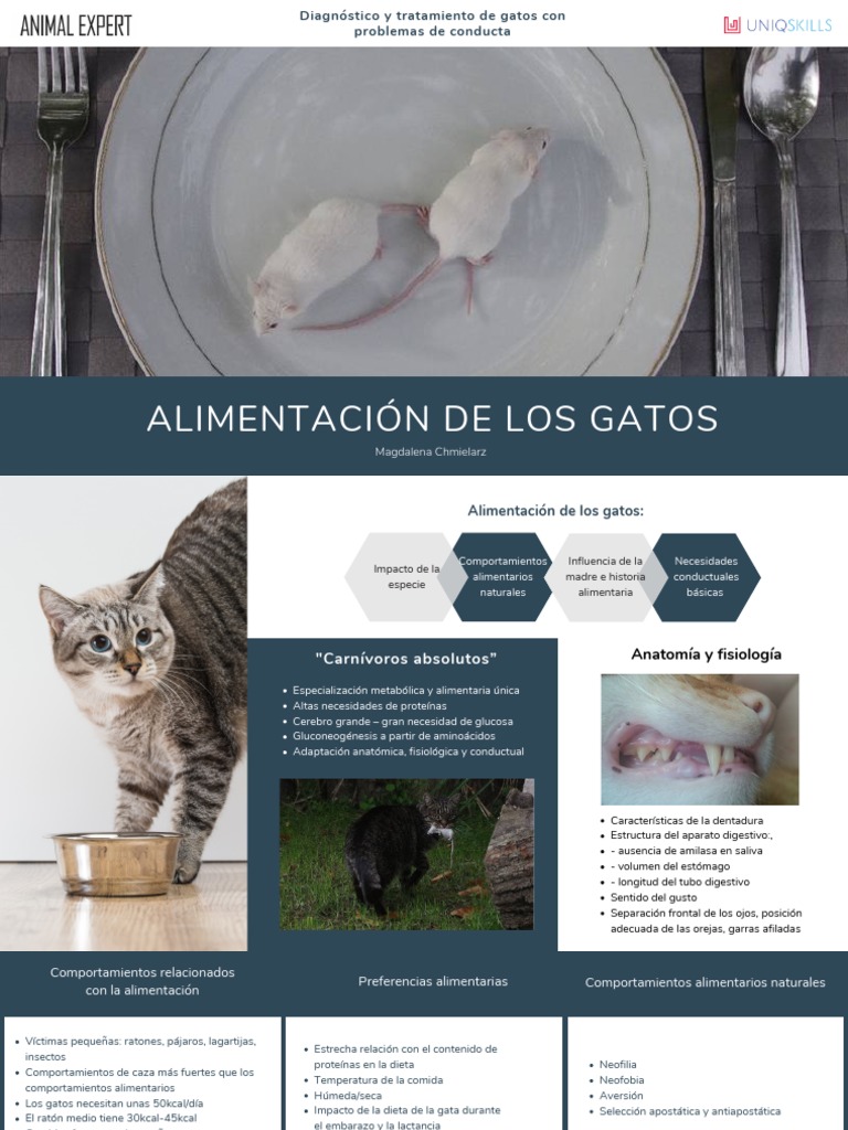 Alimentación de Los Gatos | PDF | Dieta | Alimentos