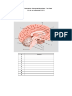 Quiz Sistema Nervioso Cerebro