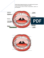 Tarea Fonoaudiologica