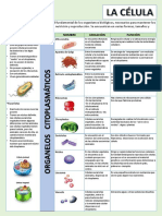Cuadro Descriptivo La Célula 3er Año