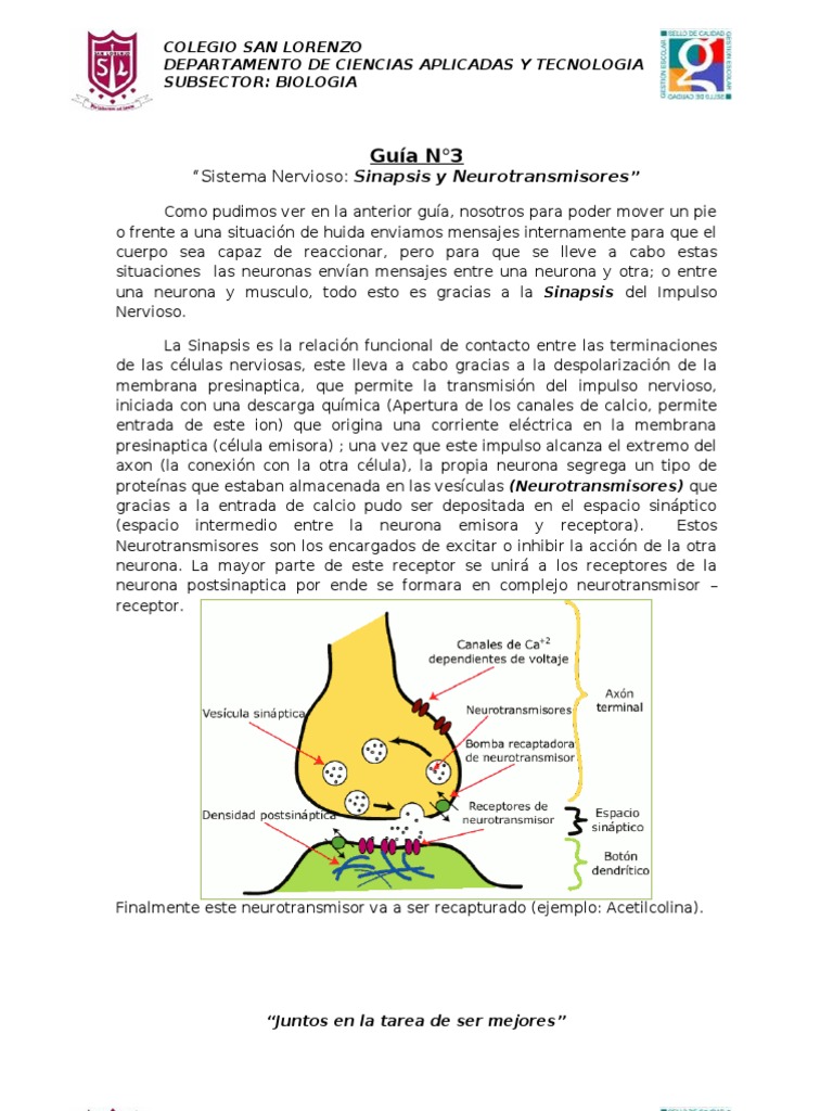 Sinapsis y Neurotransmisores en Neuronas | PDF | Sinapsis | Neurotransmisor