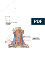 Sternothyroid: Origin-Sternum (Manubrium) Insertion - Thyroid Cartilage Function - Depresses Larynx