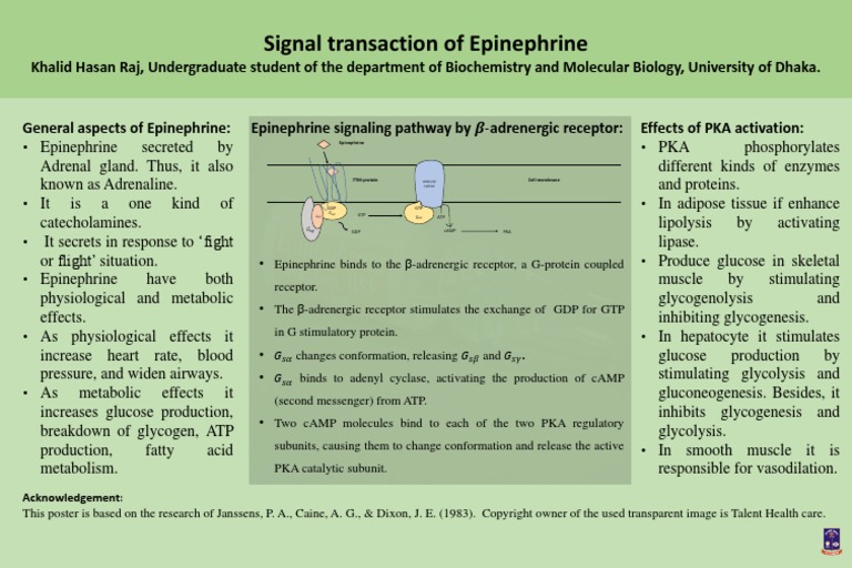 Mechanism Of Action Of Epinephrine