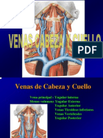 Venas Cabeza Cuello