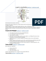 Structura Microscopică A Rinichiului