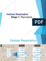 Cellular Respiration: Stage 1