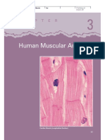 Atlas_human Muscular Anatomy Anfisman