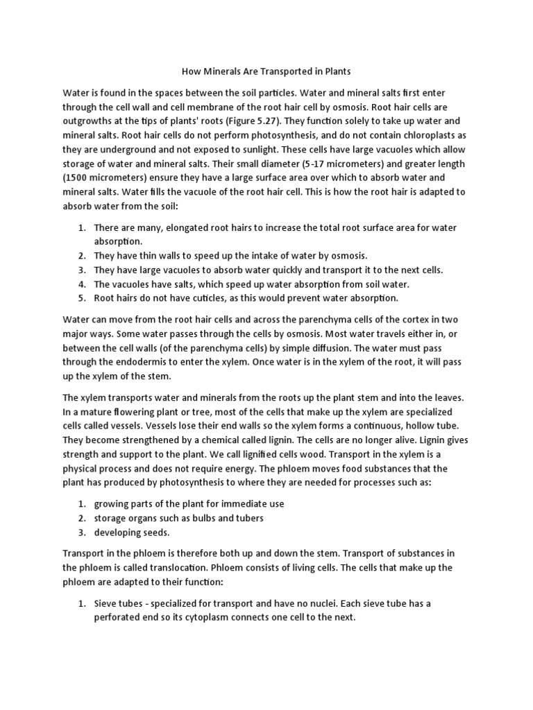 Mineral Transport Mechanisms in Plants | PDF | Root | Botany