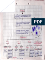 Macrófagos PDF